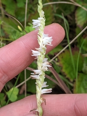 Spiranthes vernalis