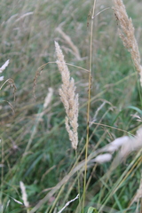 Calamagrostis epigejos