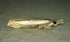 Crambus watsonellus
