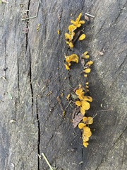 Dacrymyces spathularia