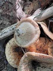 Lactifluus deceptivus