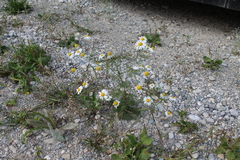 Matricaria chamomilla