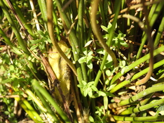 Galium trifidum