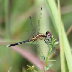 Erythrodiplax minuscula