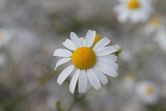 Matricaria chamomilla