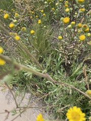 Hymenothrix dissecta