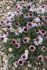 Erigeron leiomerus