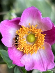 Syrphus rectus