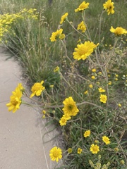 Hymenothrix dissecta