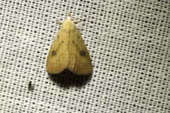 Rivula sericealis