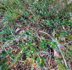 Arctostaphylos uva-ursi