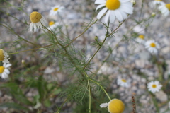 Matricaria chamomilla