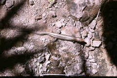 Gongylomorphus bojerii