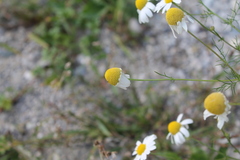 Matricaria chamomilla
