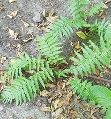 Dryopteris filix-mas