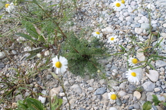 Matricaria chamomilla