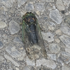 Neotibicen
