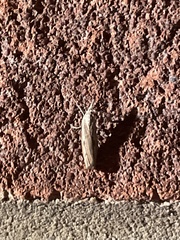 Agriphila geniculea