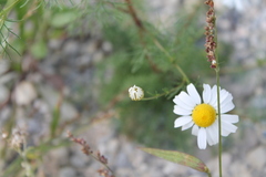 Matricaria chamomilla