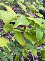 Streptopus amplexifolius