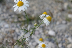 Matricaria chamomilla