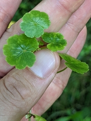 Hydrocotyle americana