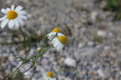 Matricaria chamomilla