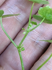 Hydrocotyle americana