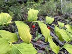 Streptopus amplexifolius