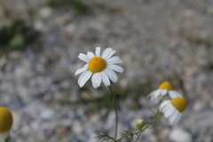 Matricaria chamomilla
