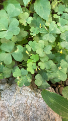 Oxalis stricta