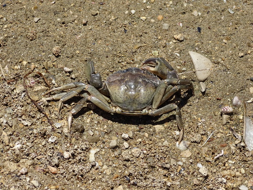 Baborica (Carcinus aestuarii)