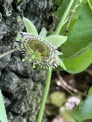 Passiflora exsudans