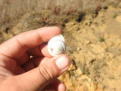 Helminthoglypta stiversiana