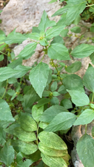 Acalypha rhomboidea
