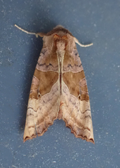 Phlogophora periculosa