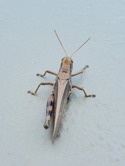 Melanoplus differentialis