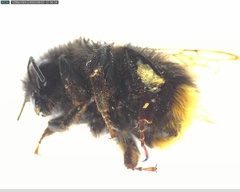Bombus lapidarius