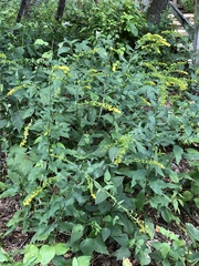 Solidago ulmifolia