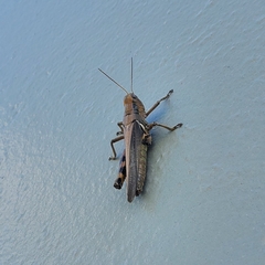 Melanoplus differentialis