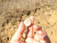 Helminthoglypta stiversiana