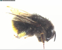 Bombus lapidarius