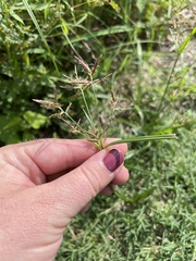 Cyperus esculentus
