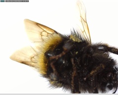 Bombus lapidarius