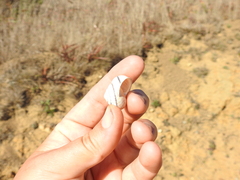 Helminthoglypta stiversiana