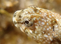Coryphoblennius galerita