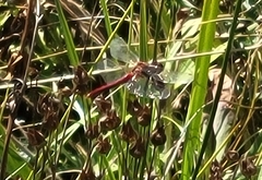 Sympetrum pallipes