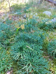 Diphasiastrum complanatum