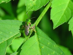 Augochlora pura
