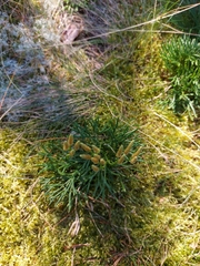 Diphasiastrum complanatum